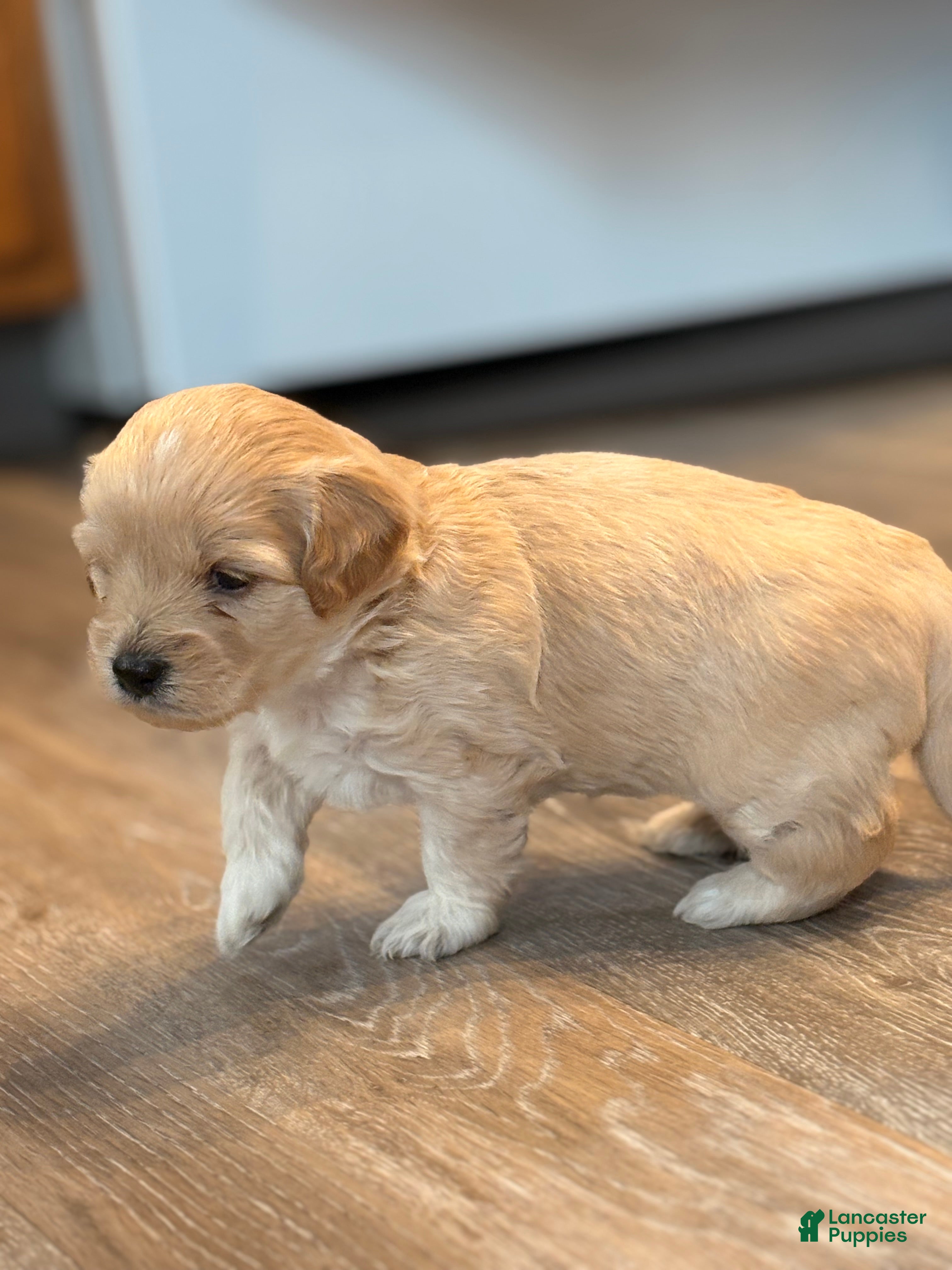 Mixed Breed dogs for sale: Cayenne  - Ad 2