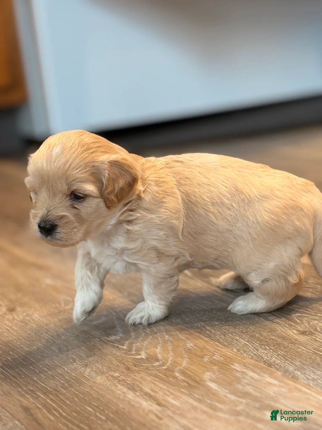 Mixed Breed dogs for sale: Cayenne  - Ad 1