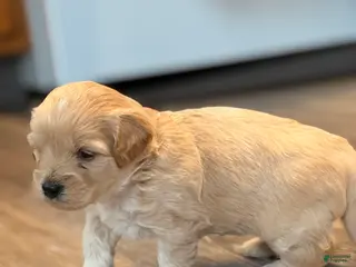 Mixed Breed dogs for sale: Cayenne - Ad 2