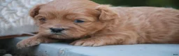 Shihpoo dogs for sale: Tommy Shihpoo  - Ad 6