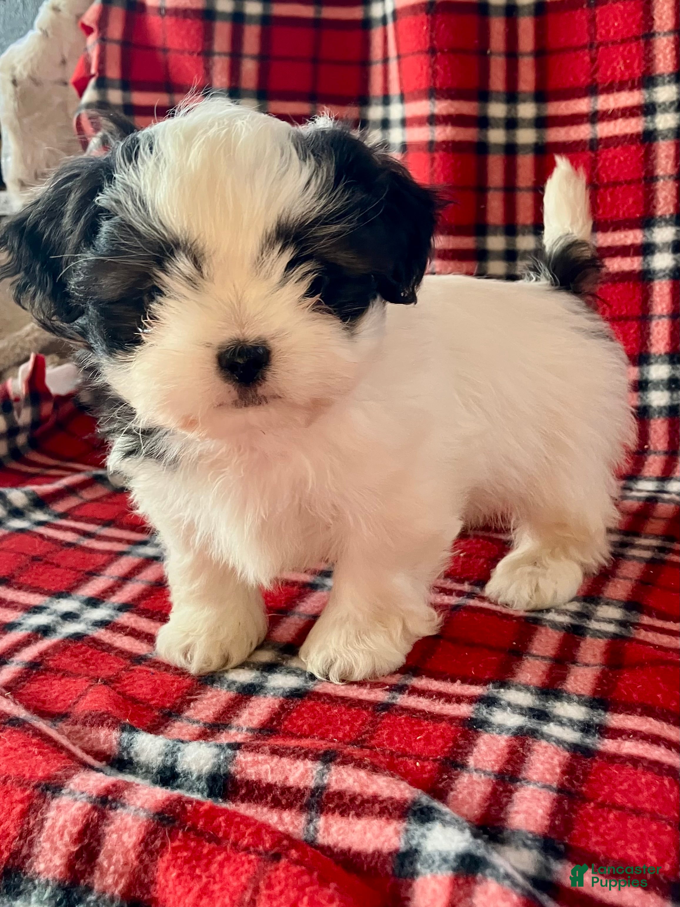 Shih Tzu dogs Louie - Ad 2