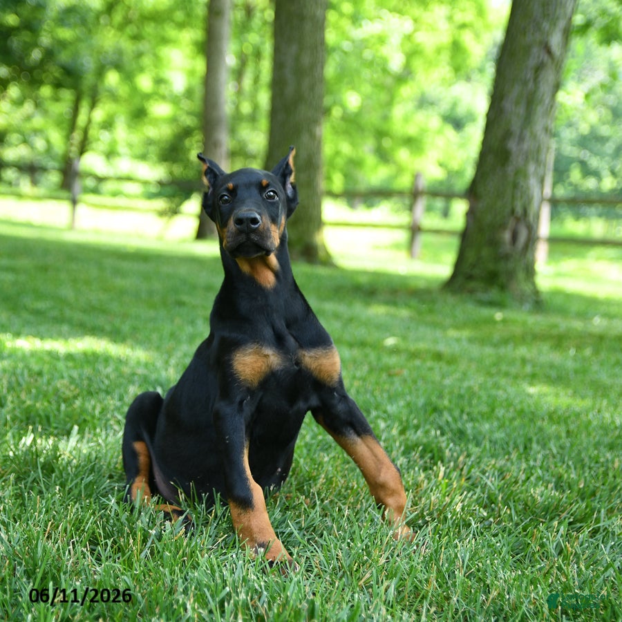 Doberman Pinscher dogs Lillie - Ad 2