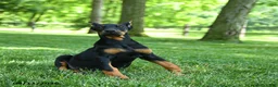 Doberman Pinscher dogs for sale: Lillie - Ad 2