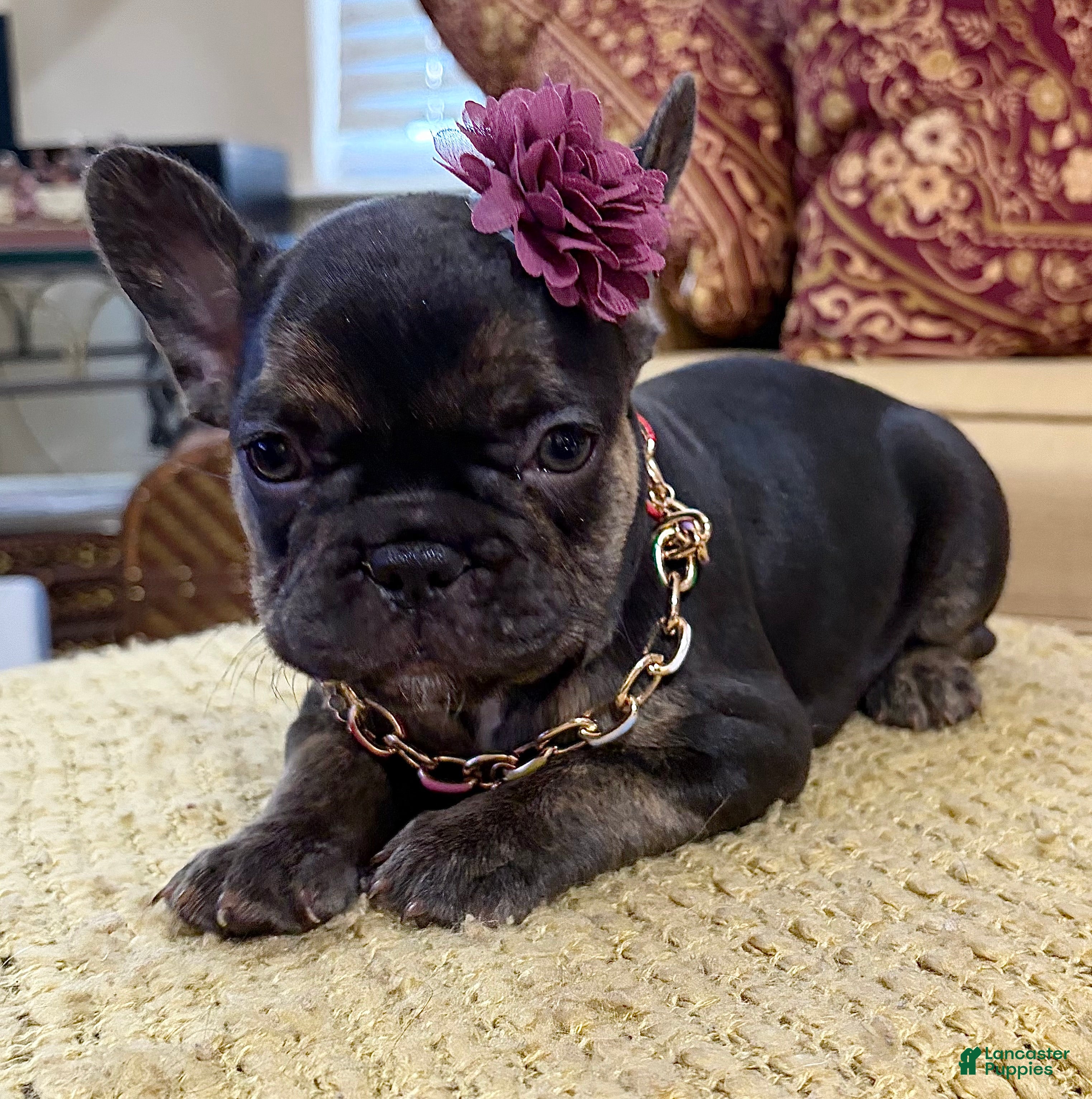 French Bulldog dogs Shelby  - Ad 1