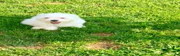 Maltese dogs for sale: Spike  - Ad 1