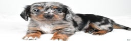 Miniature Dachshund dogs for sale: Bella - Ad 2