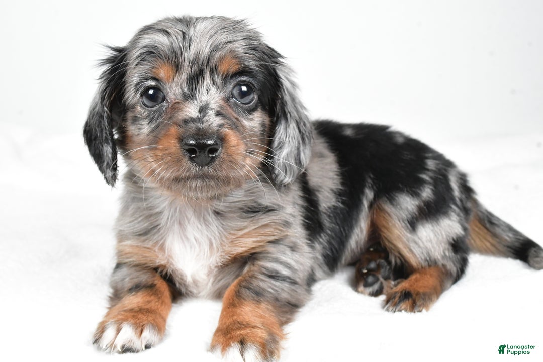Miniature Dachshund dogs for sale: Bella - Ad 2