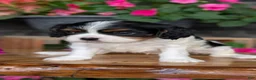 Cavalier King Charles Spaniel dogs for sale: Lance - Ad 8