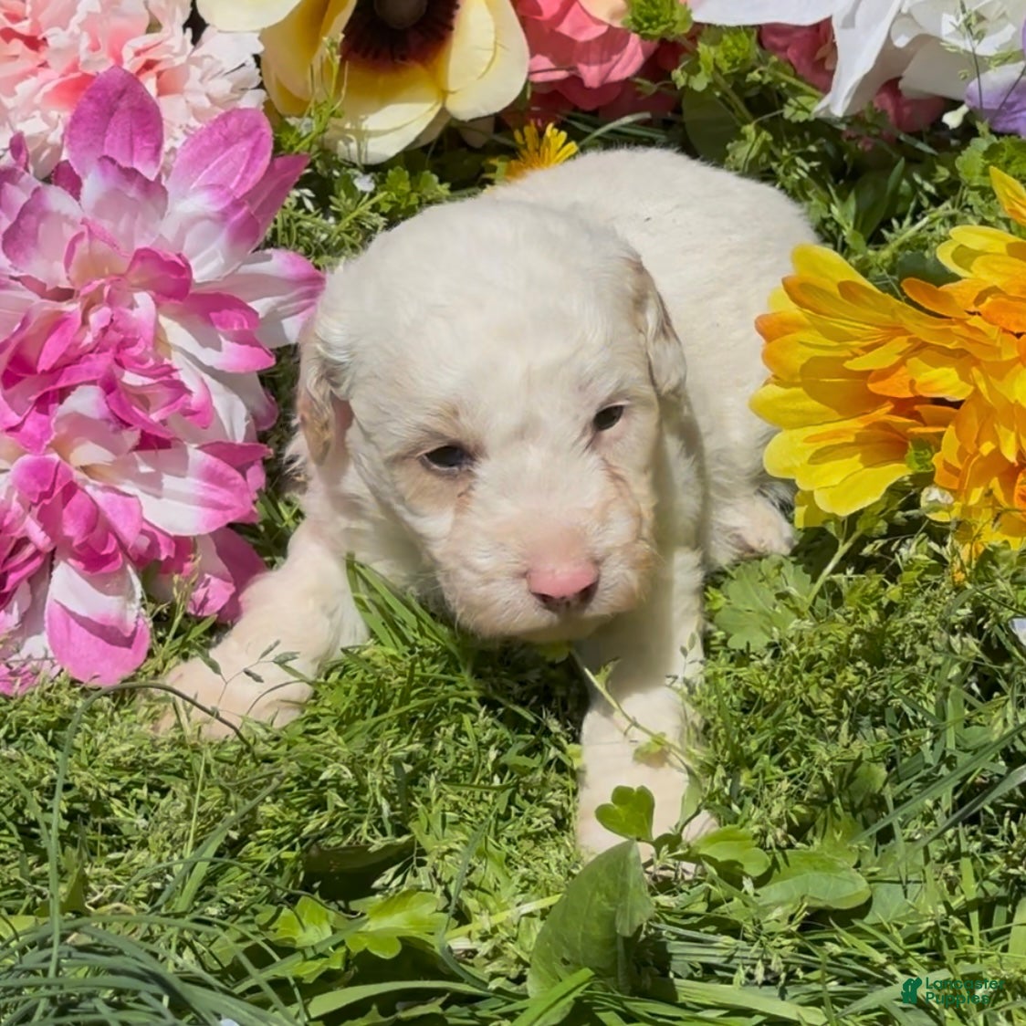 Mini Goldendoodle dogs Lupin - Ad 1