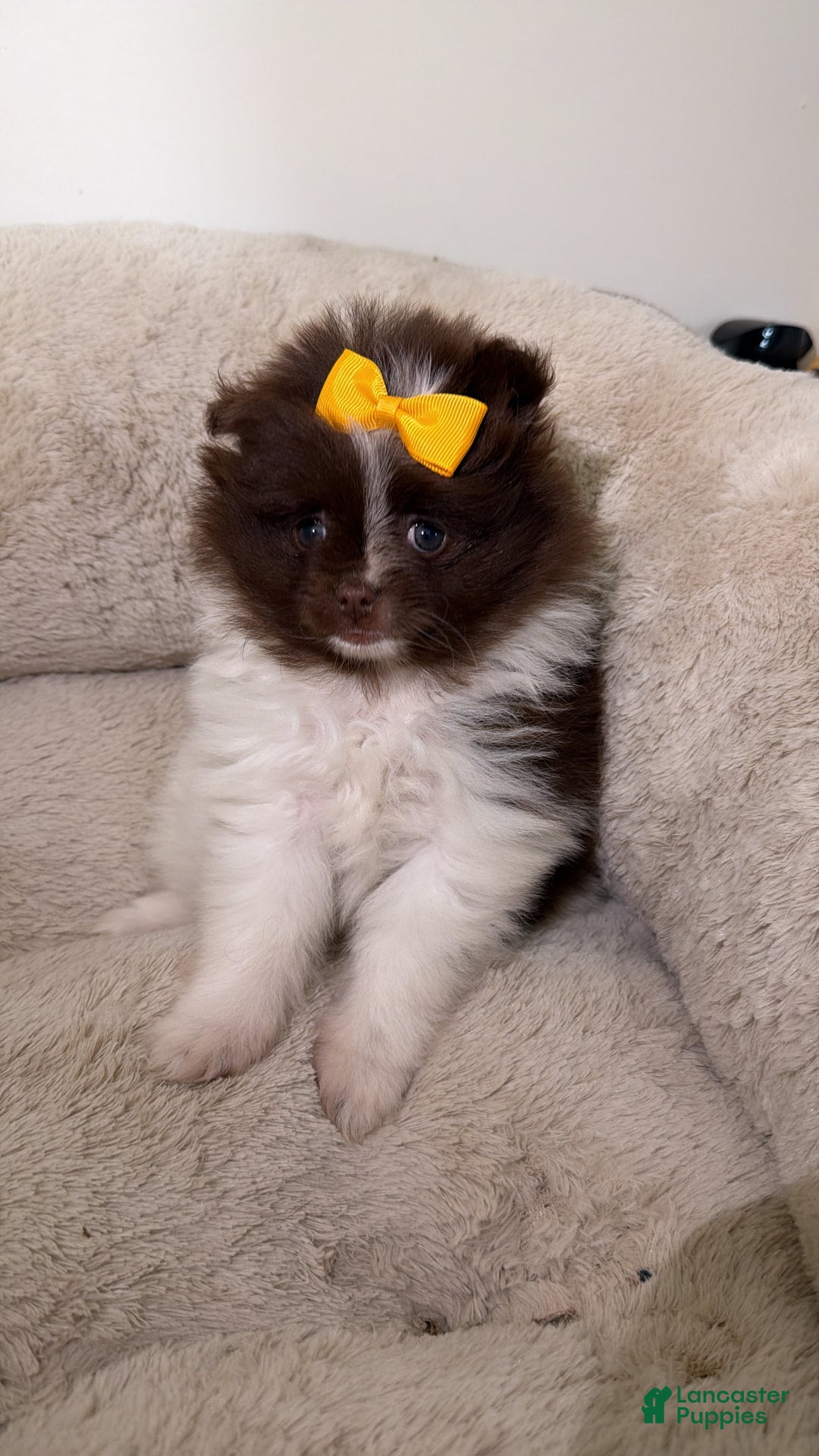 Pomeranian dogs for sale: Willow  - Ad 2