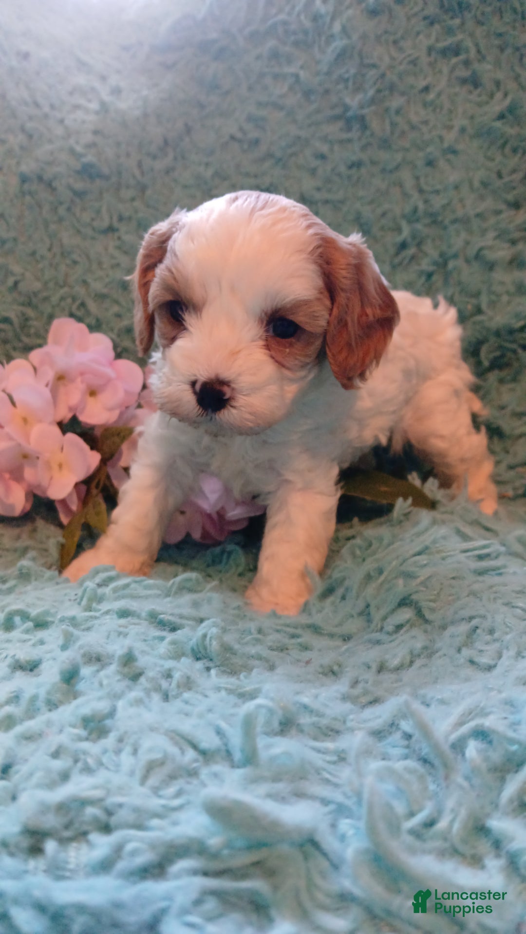 Cavapoo dogs for sale: Daisy - Ad 12