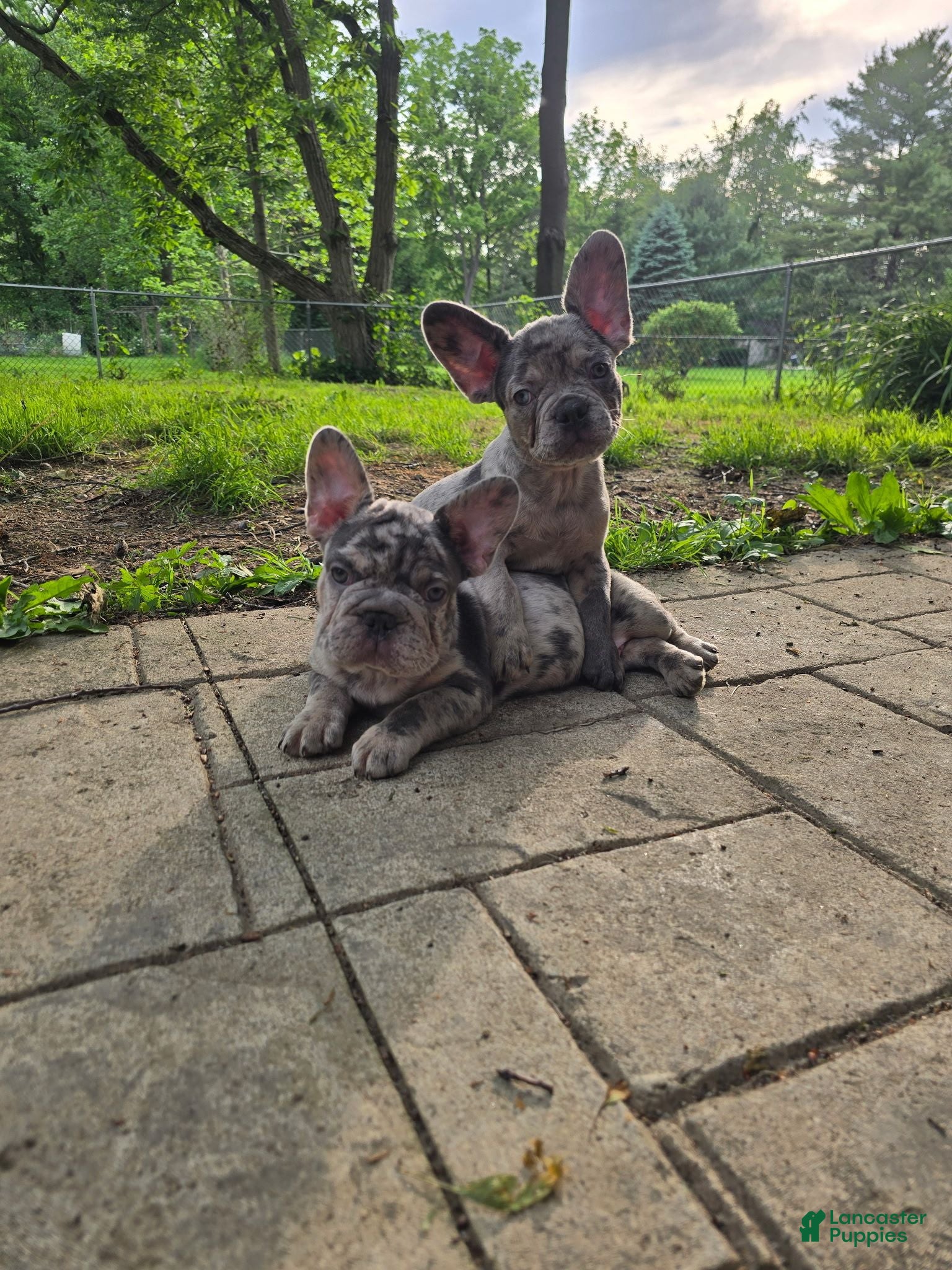 French Bulldog dogs for sale: French Bulldog Puppy 5 - Ad 2