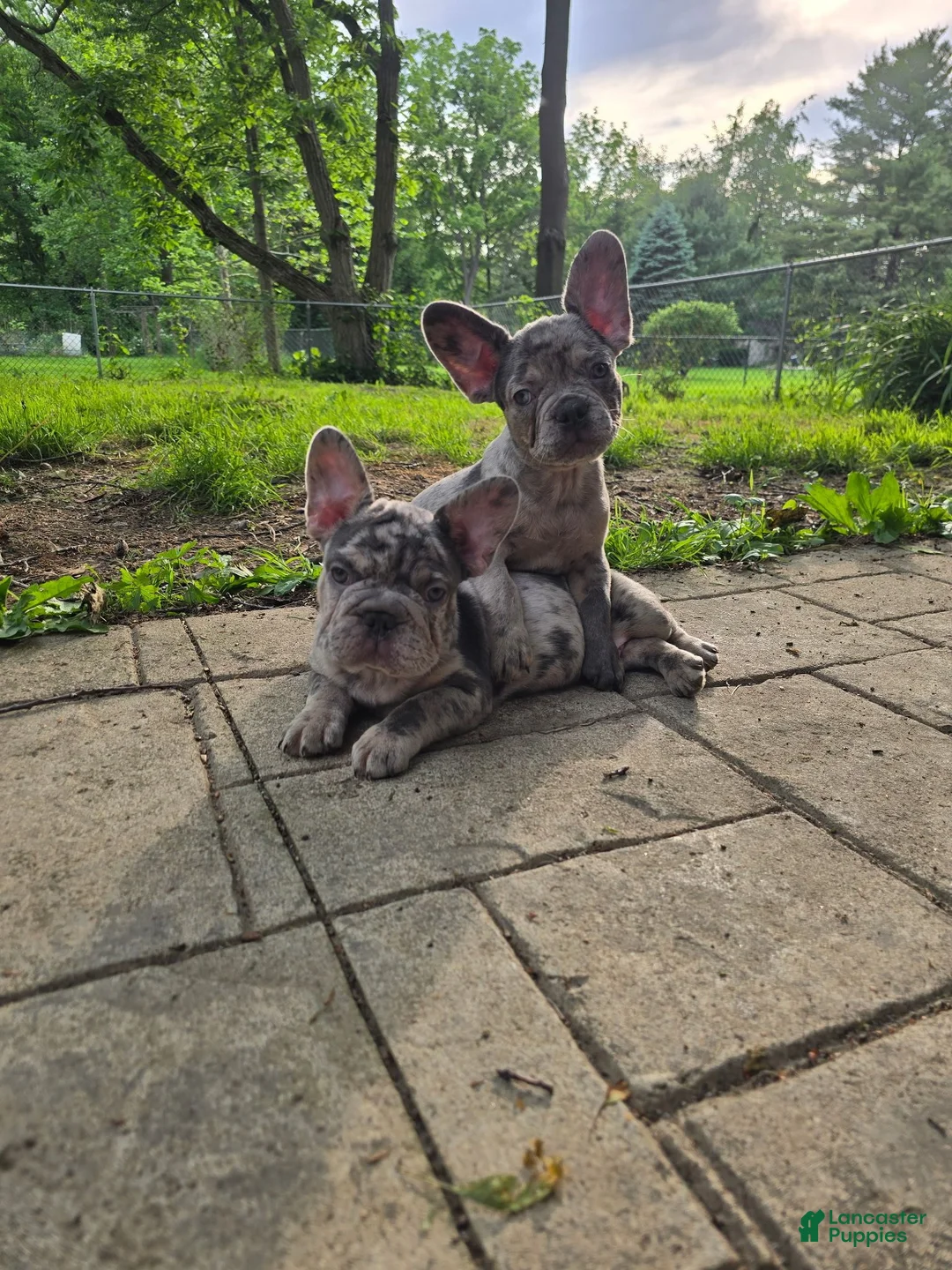 French Bulldog dogs for sale: French Bulldog Puppy 5 - Ad 1