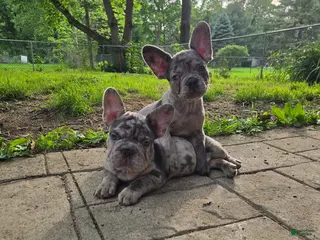 French Bulldog dogs French Bulldog Puppy 5 - Ad 10