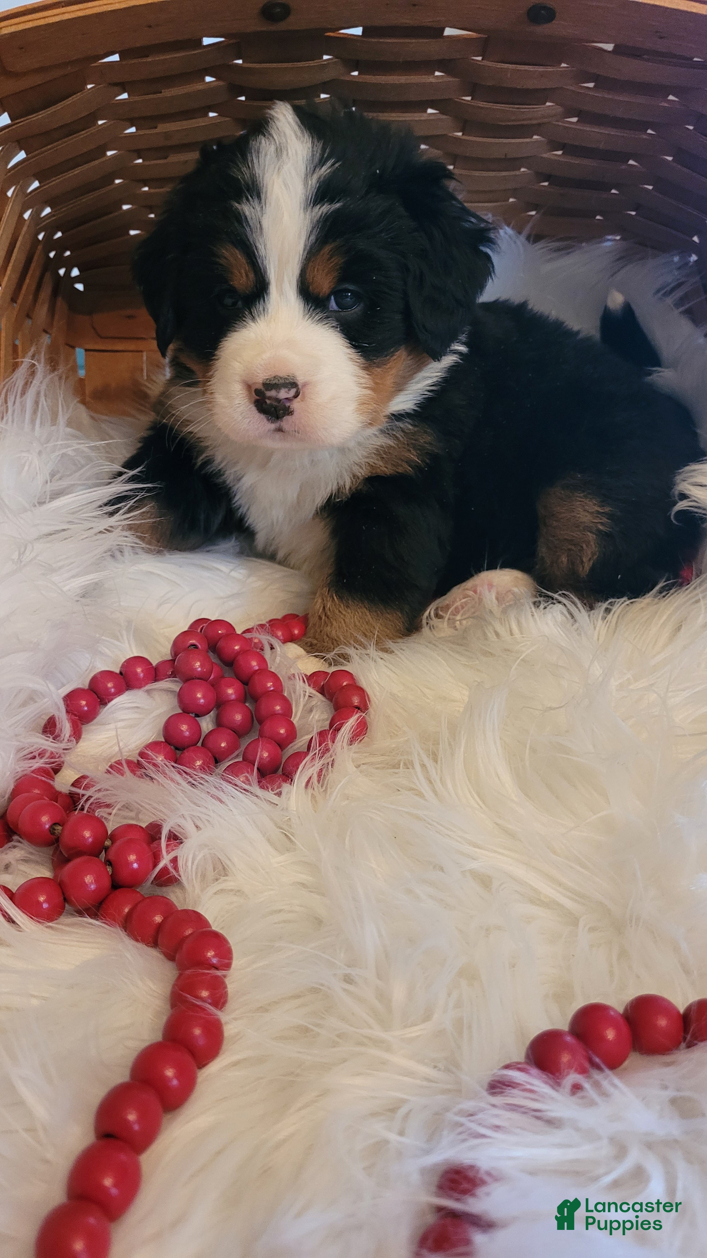 Bernese Mountain Dog dogs Snowflake - Ad 21
