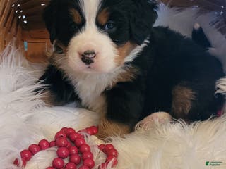 Bernese Mountain Dog dogs Snowflake - Ad 18