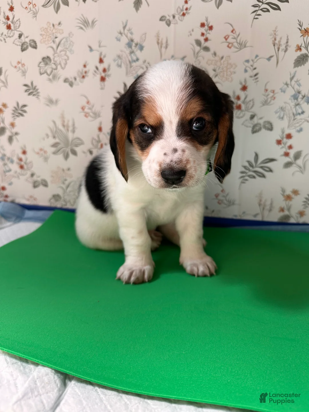 Mixed Breed dogs for sale: Wave - Ad 2