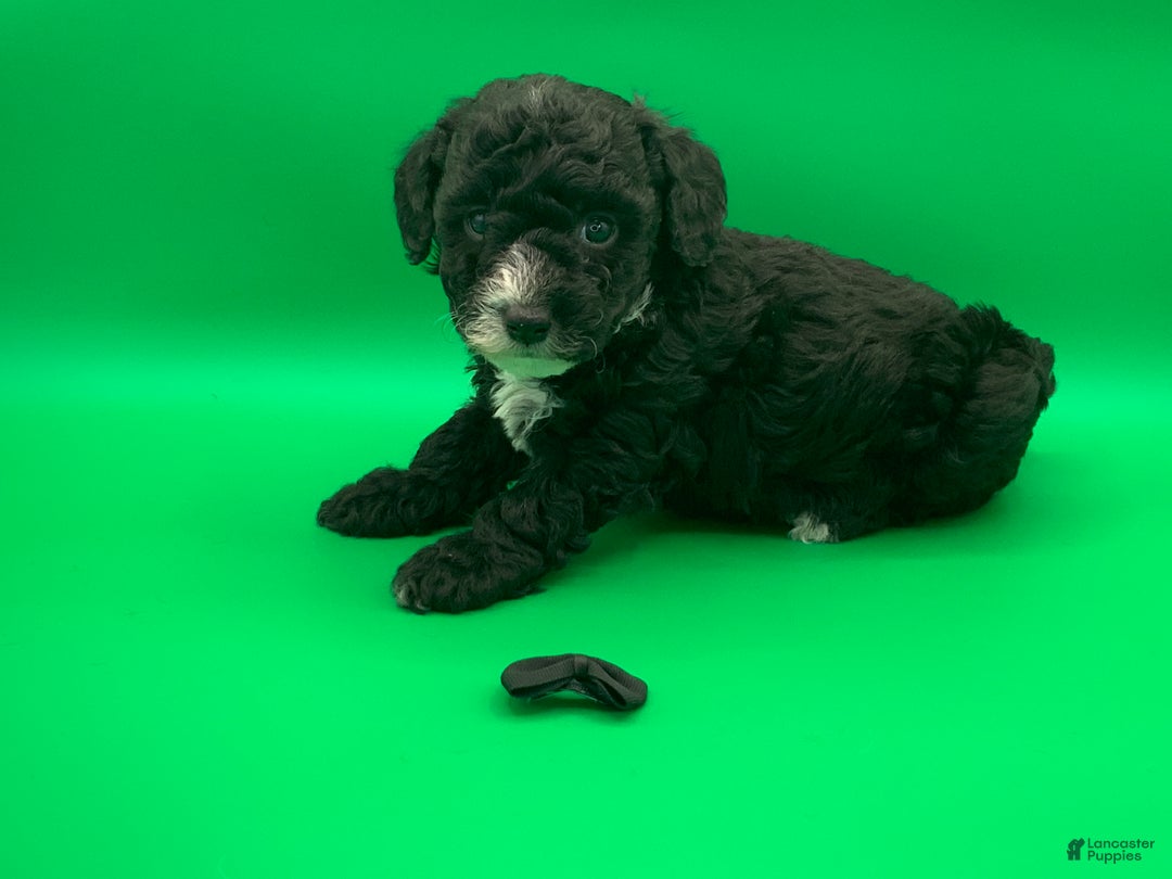 Toy Poodle dogs for sale: Beaner - Ad 4