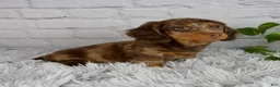 Miniature Dachshund dogs for sale: Colten - Ad 4