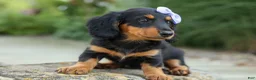 Miniature Dachshund dogs for sale: Sage 🐶 - Ad 11