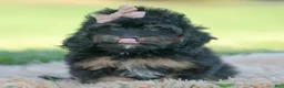 Cavapoo dogs for sale: Noodle - Ad 2
