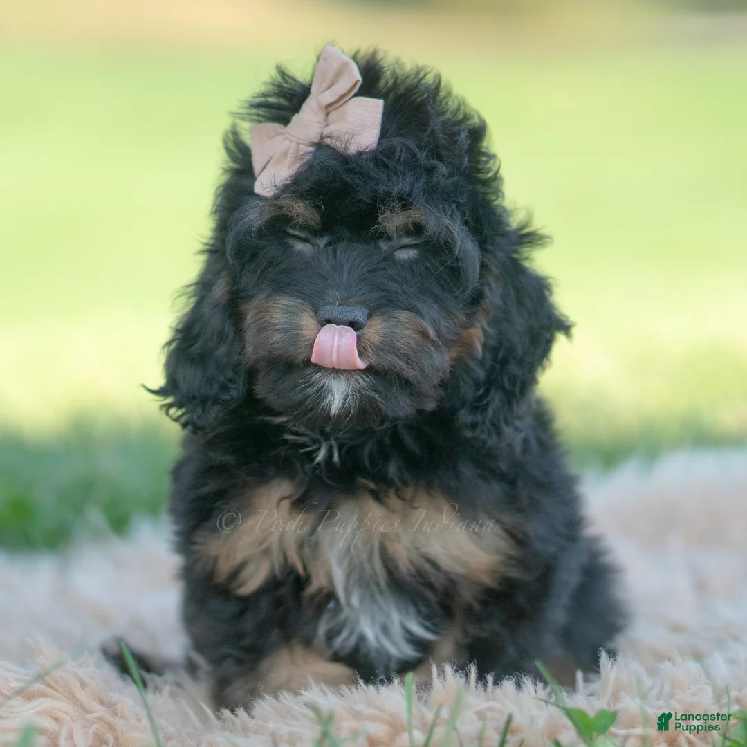 Cavapoo dogs for sale: Noodle - Ad 2