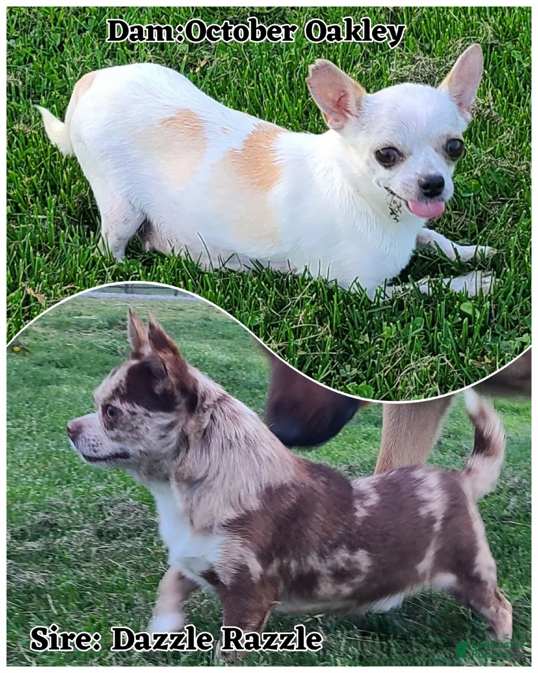 Chihuahua dogs for sale: Harmony - Ad 9