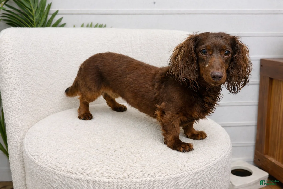 Dachshund dogs for stud: Rabers Bear - Ad 2