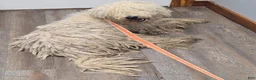 Komondor dogs for sale: Komondor blue - Ad 2