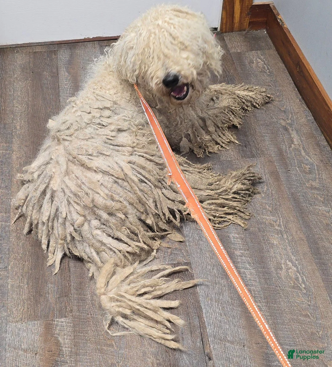 Komondor dogs for sale: Komondor blue - Ad 2