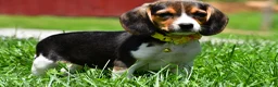 Beagle dogs for sale: Veronica - Ad 2