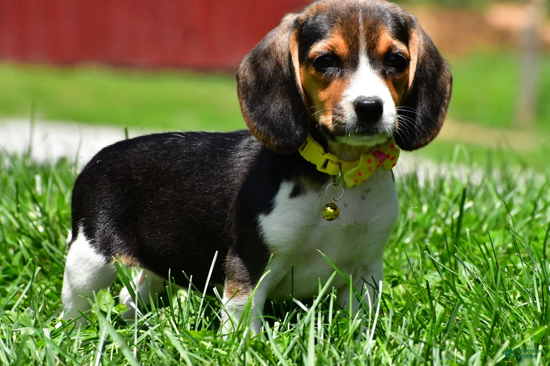 Beagle dogs for sale: Veronica - Ad 2