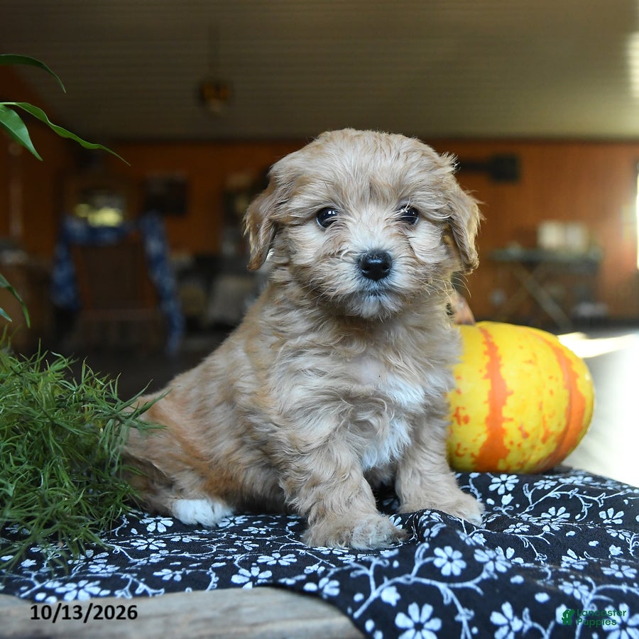 Maltipoo dogs Cottontail - Ad 1