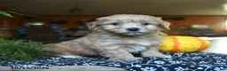 Maltipoo dogs for sale: Cottontail - Ad 1