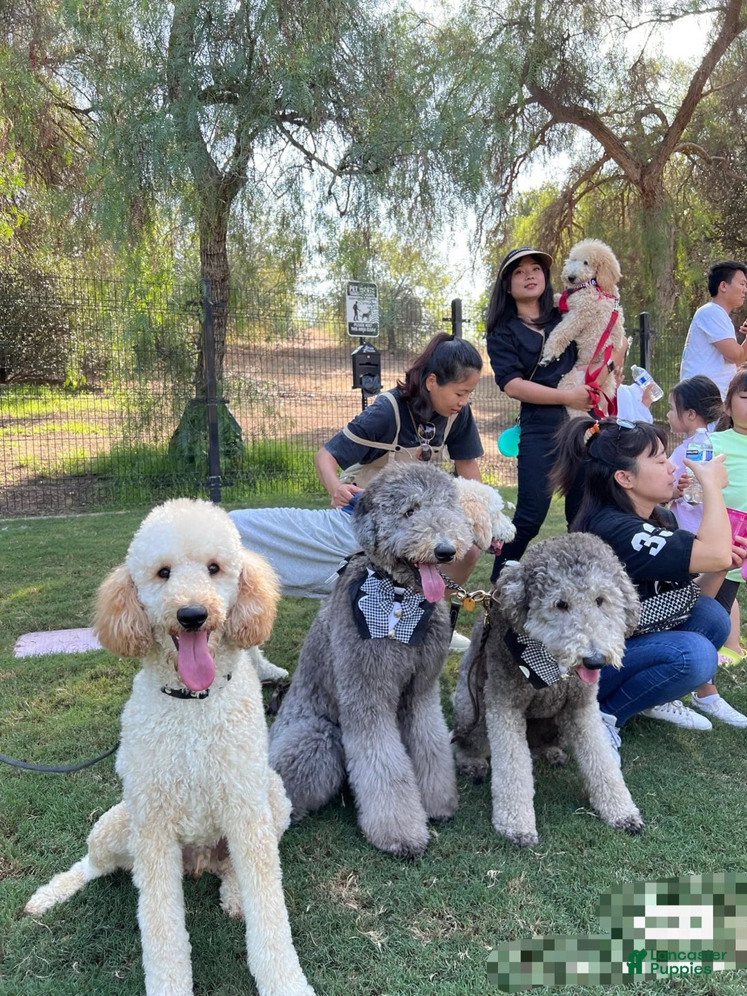 Standard Poodle dogs for sale: Standard Poodle Puppy 3 - Ad 4