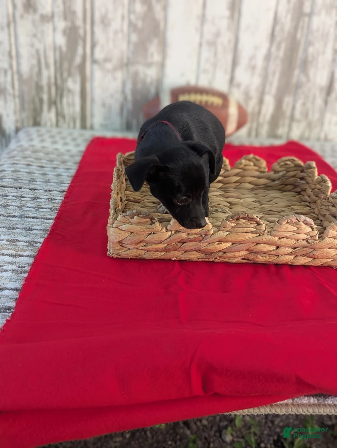 Chihuahua dogs for sale: Twinkles - Ad 2