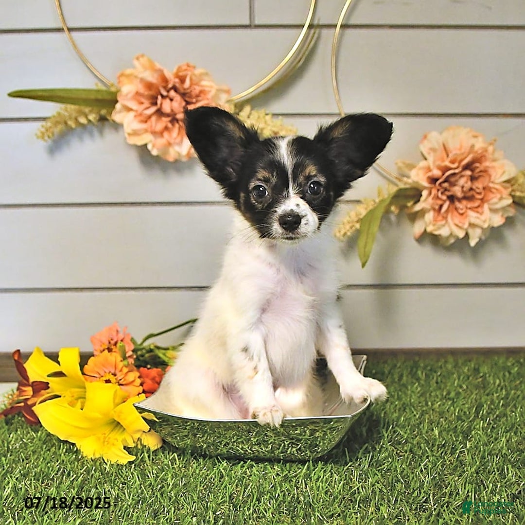 Papillon dogs for sale: Lilah - Ad 11