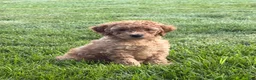 Mini Goldendoodle dogs for sale: Dina - Ad 2