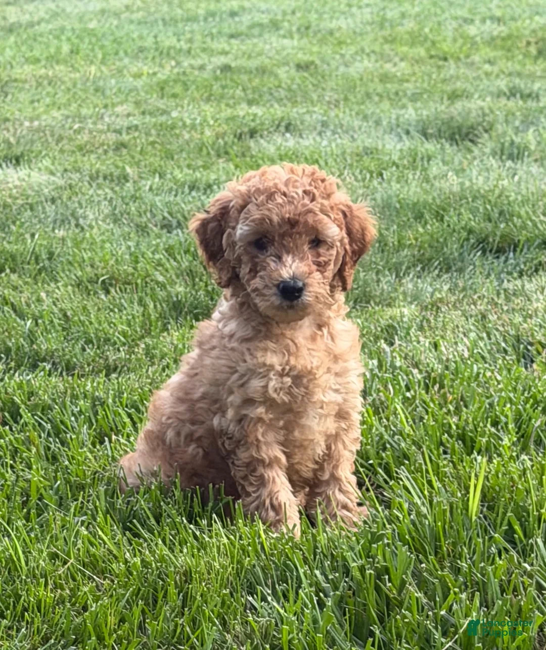 Mini Goldendoodle dogs for sale: Dina - Ad 2