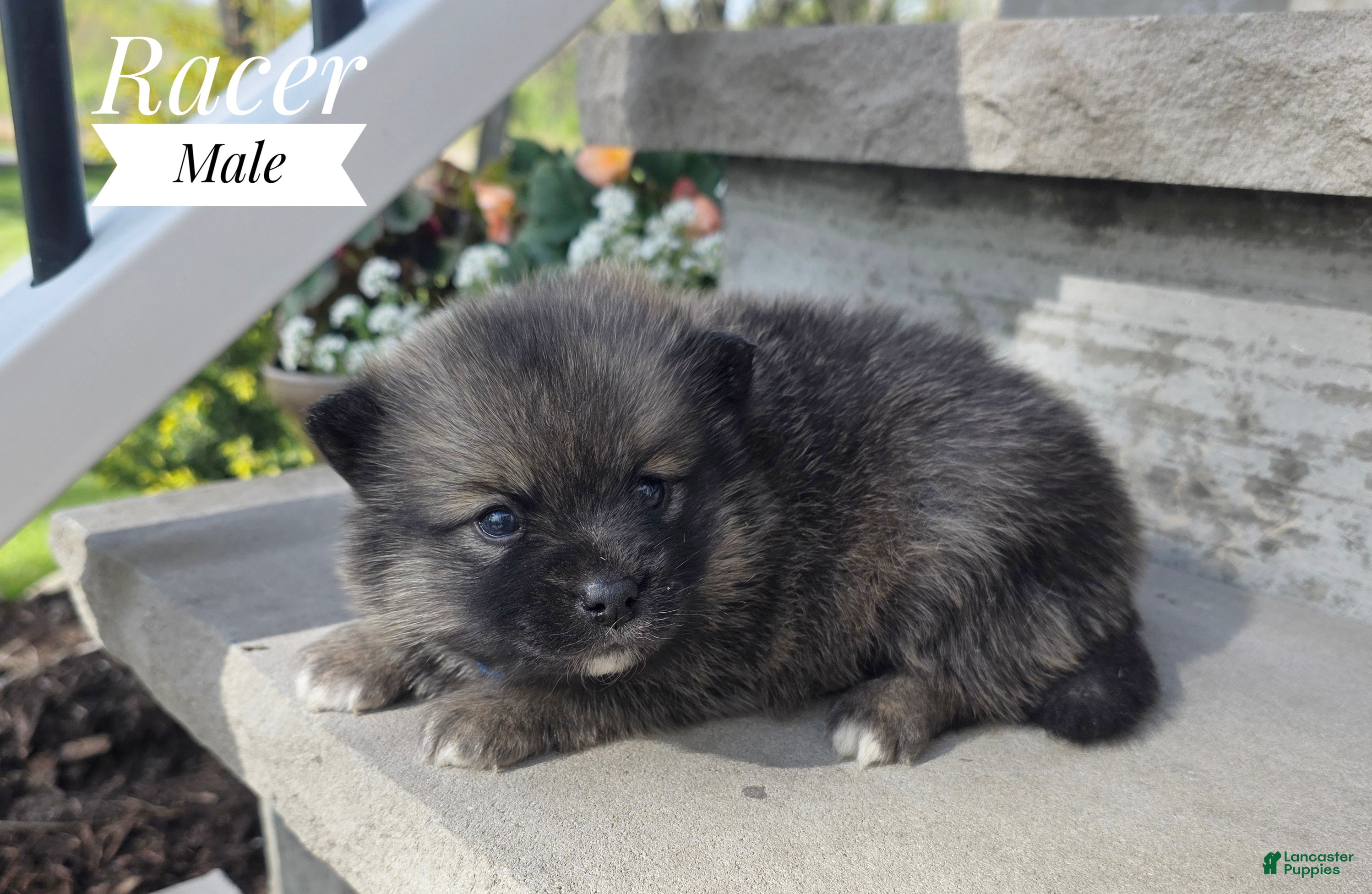 Pomsky dogs Racer - Ad 2