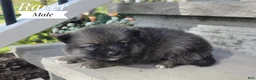 Pomsky dogs for sale: Racer - Ad 2