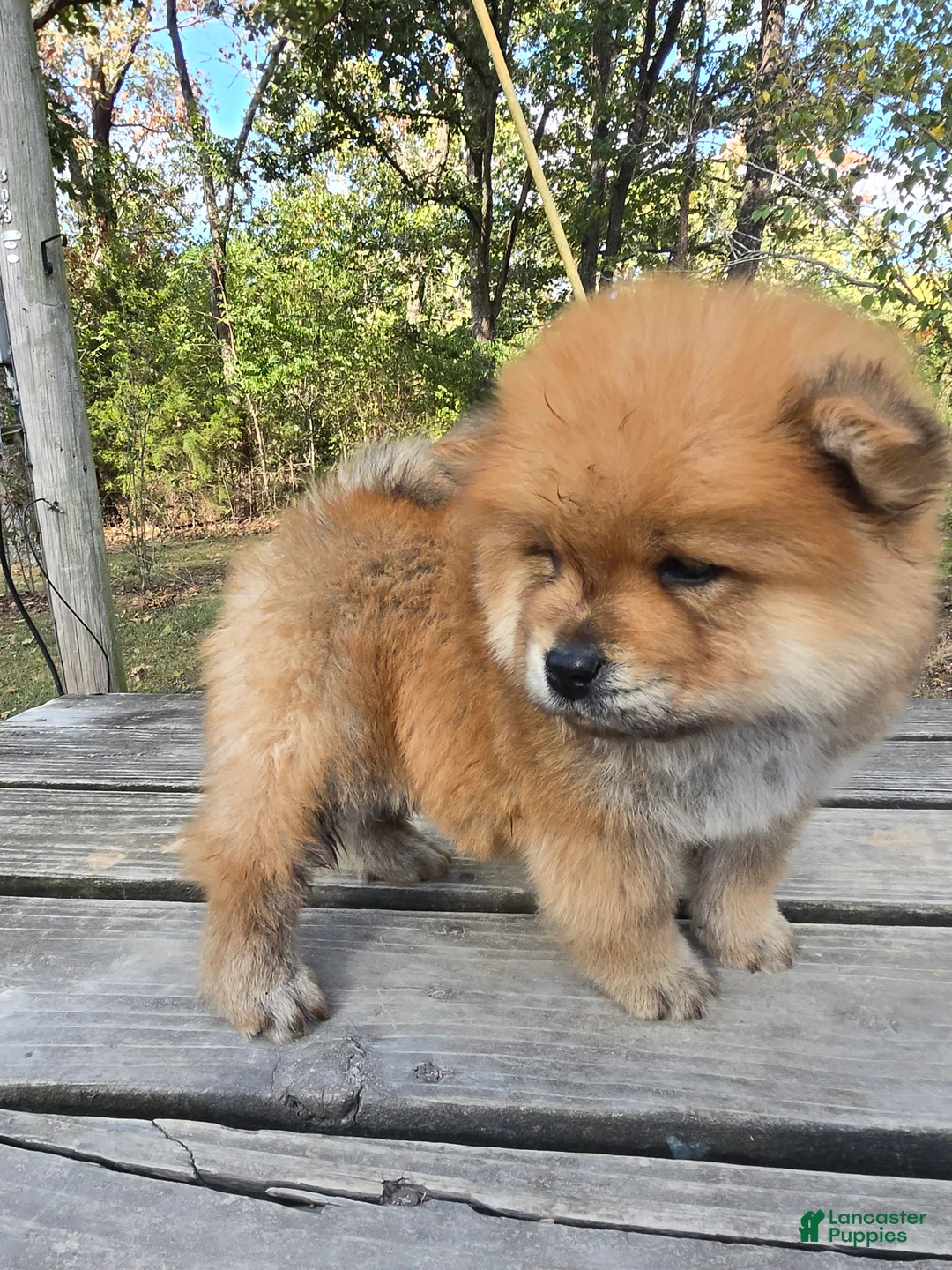 Chow Chow dogs for sale: Lil Red - Ad 1