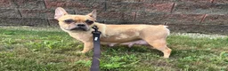 French Bulldog dogs for sale: Dallas - Ad 5
