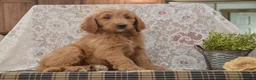Goldendoodle dogs for sale: Sanford - Ad 5