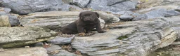 Labrador Retriever dogs for sale: Samantha Labrador Retriever  - Ad 5