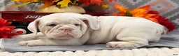 English Bulldog dogs for sale: Natalie - Ad 4