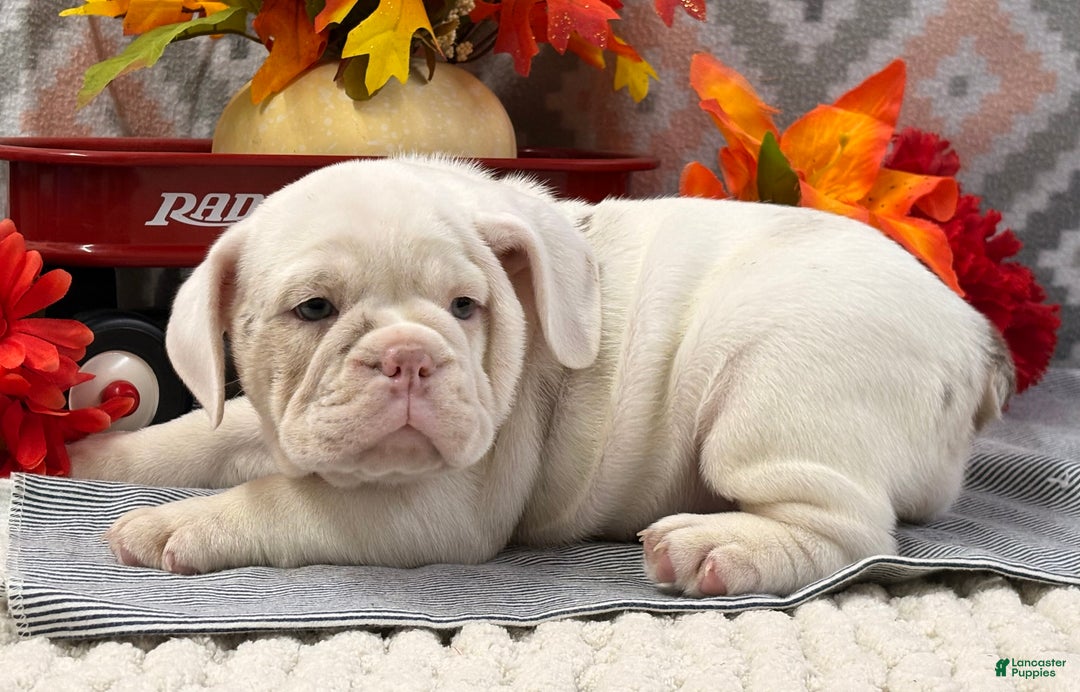 English Bulldog dogs for sale: Natalie - Ad 4