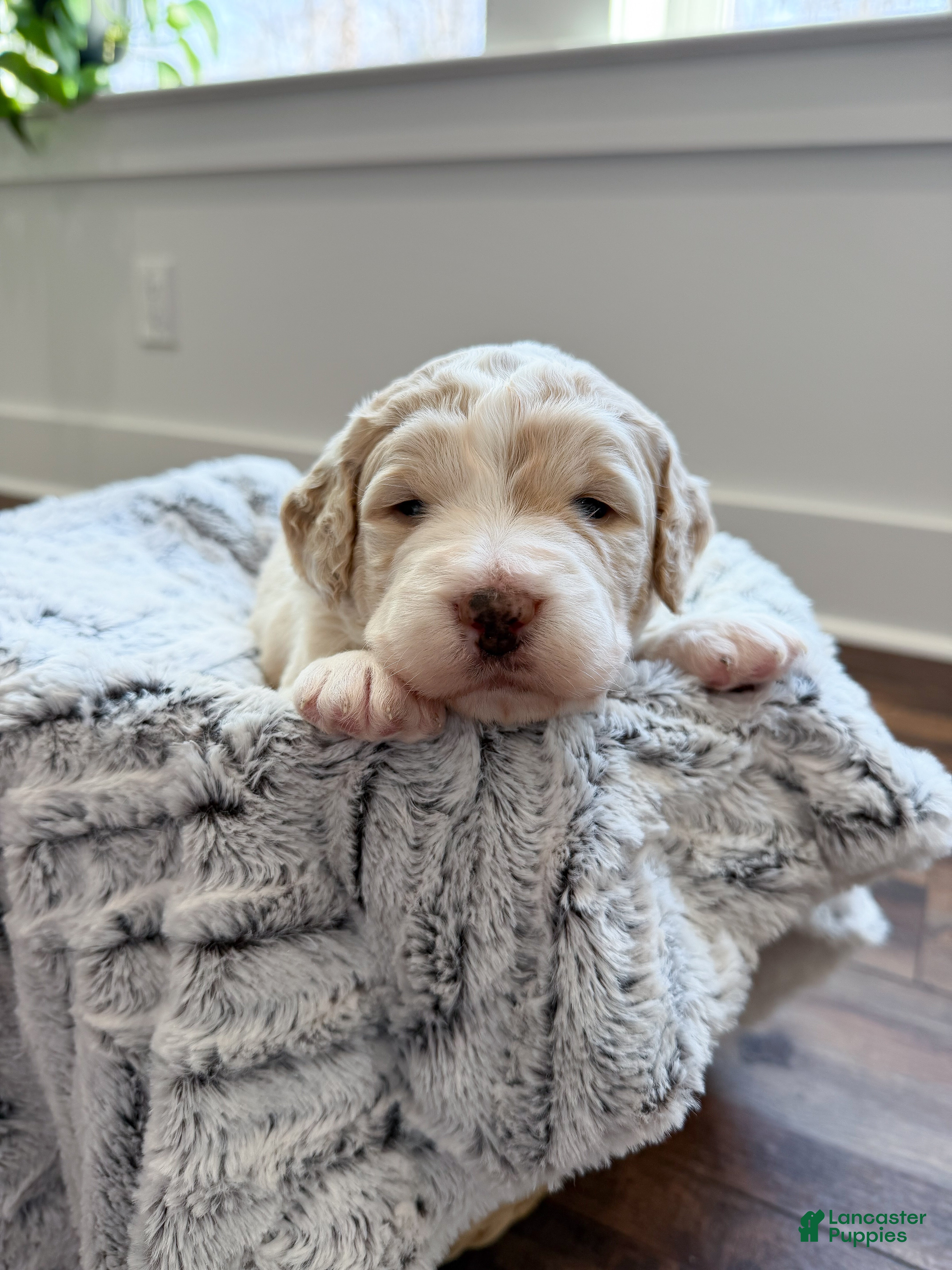 Labradoodle dogs Sunny - Ad 2