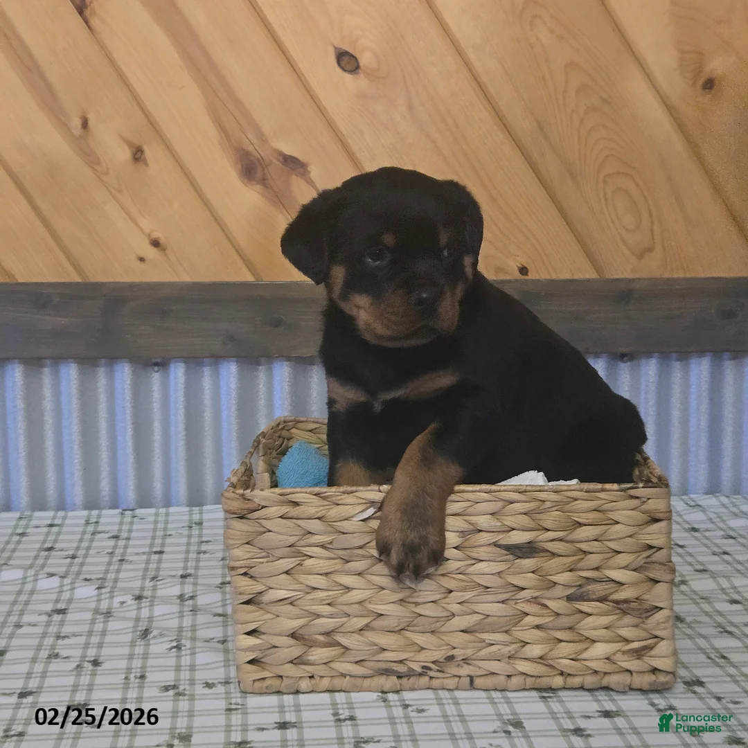 Rottweiler dogs for sale: Keith - Ad 4