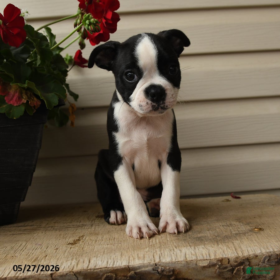 Boston Terrier dogs Dash - Ad 1